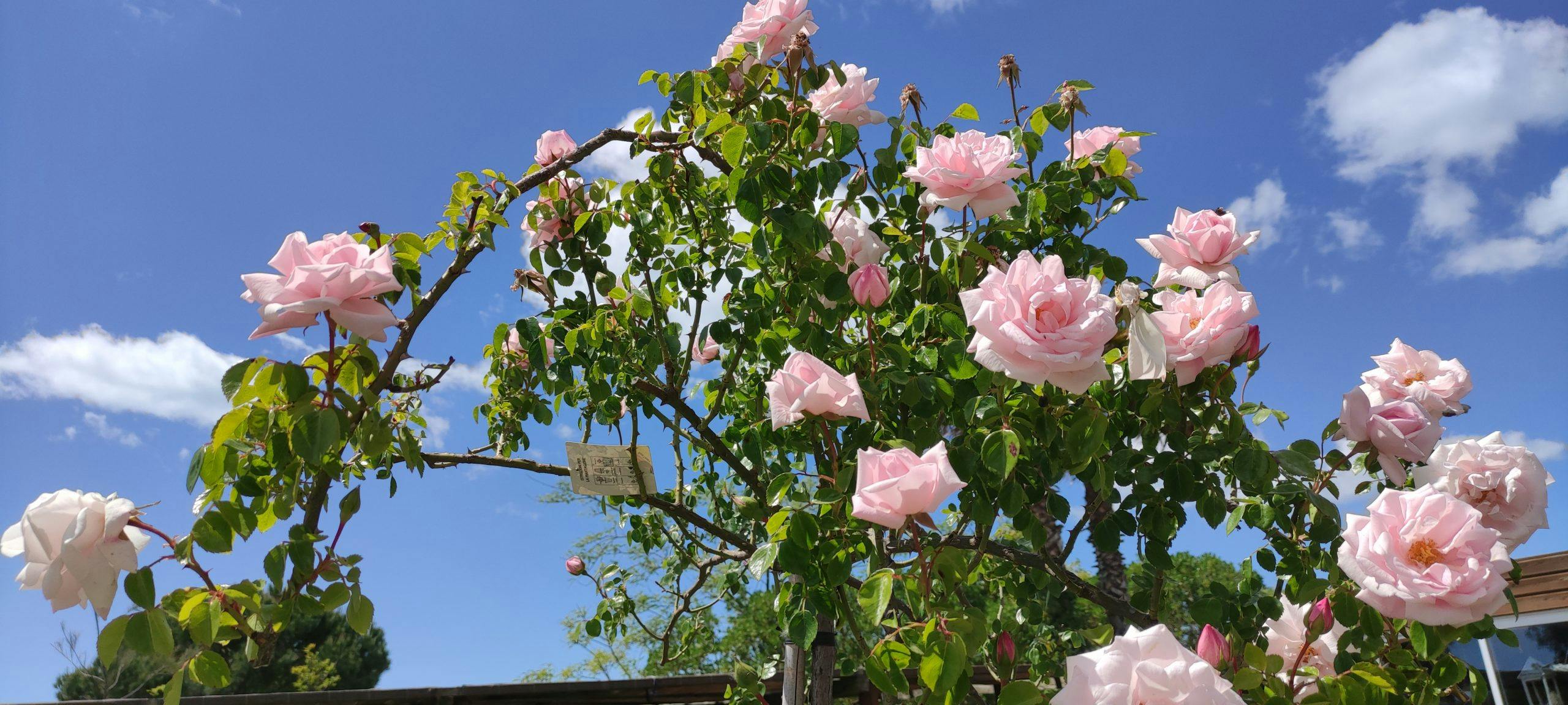 roses with a blue sky